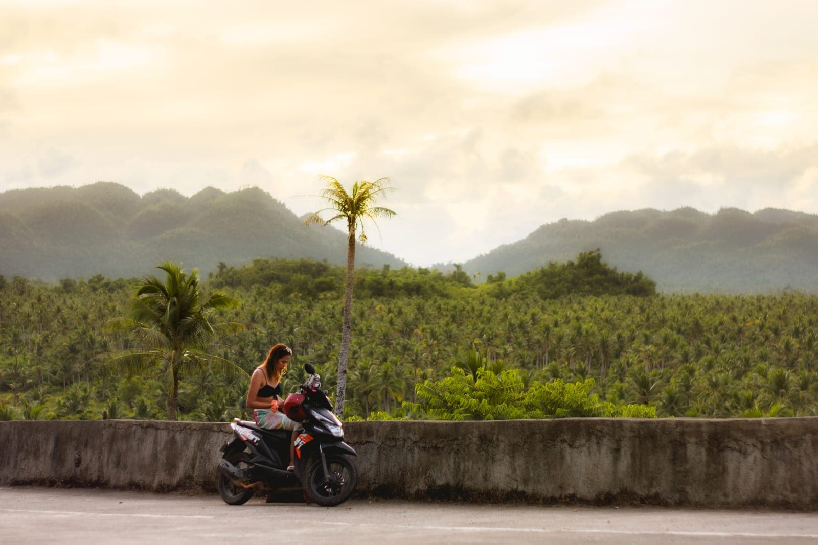 Coconut palm forest seen from the roadside view deck in Siargao